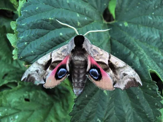 Marvellous Moth Morning