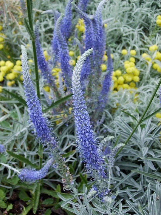 Veronica spicata subsp. incana