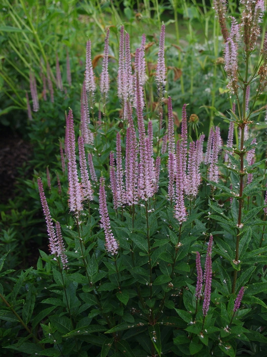 Veronicastrum virginicum 'Erica'