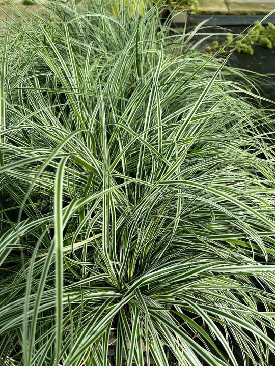 Carex oshimensis (Everest) ('Fiwhite')