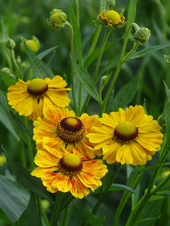 Helenium 'Zimbelstern'