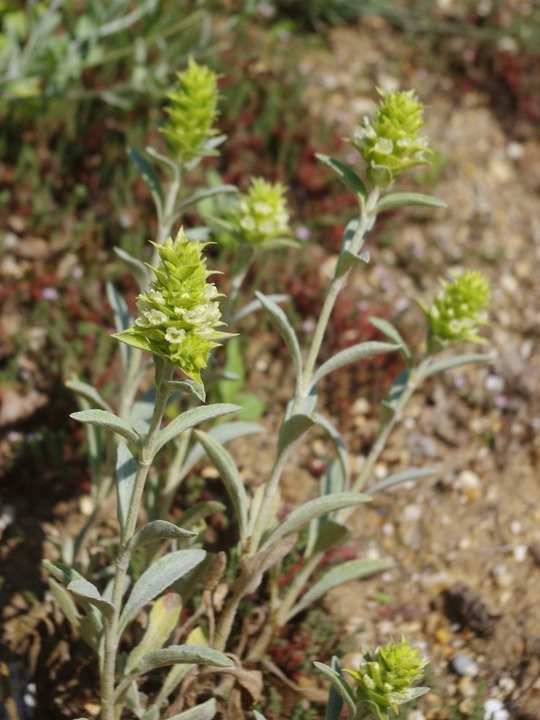 Sideritis scardica