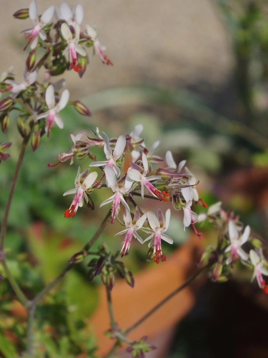 Pelargonium crithmifolium Seed Form
