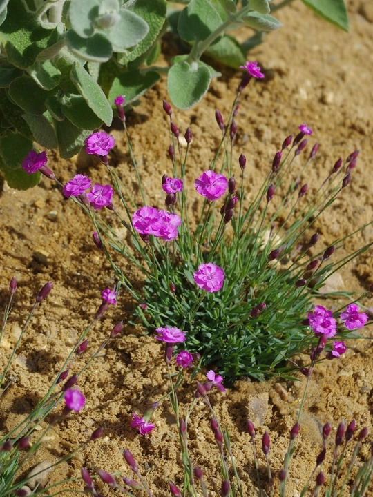 Dianthus 'Pink Jewel'