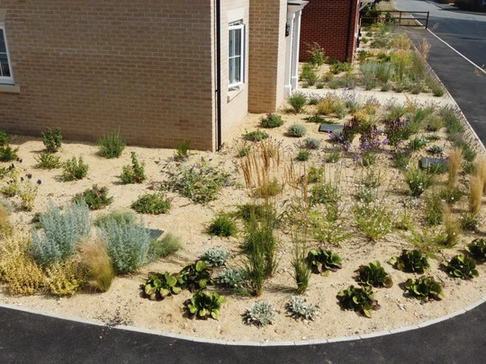 Planting in Sand and Rubble Course