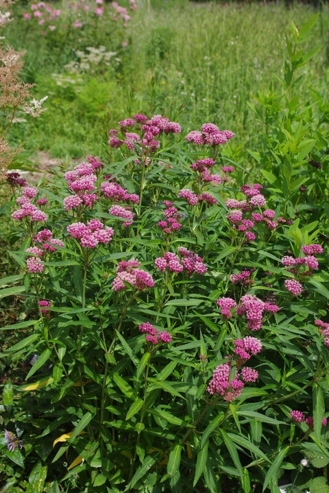 Asclepias incarnata