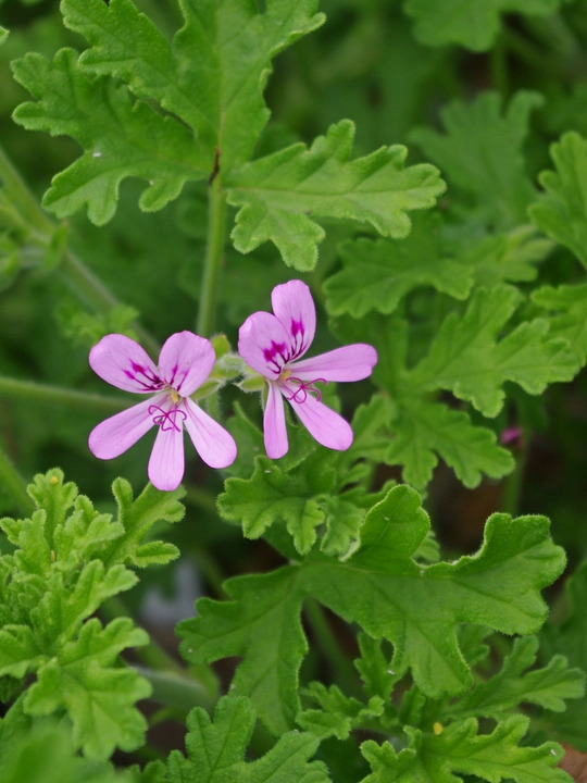 Pelargonium 'Graveolens'