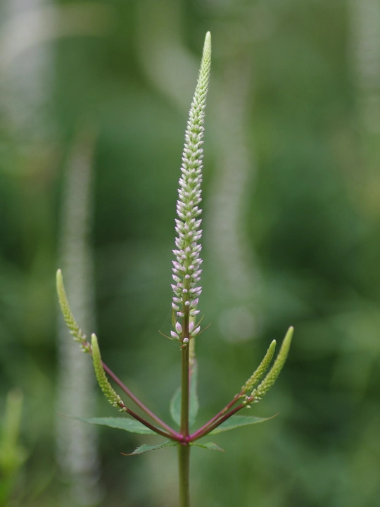Veronicastrum virginicum f. roseum