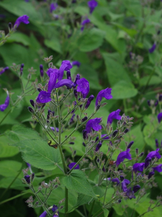 Strobilanthes atropurpurea