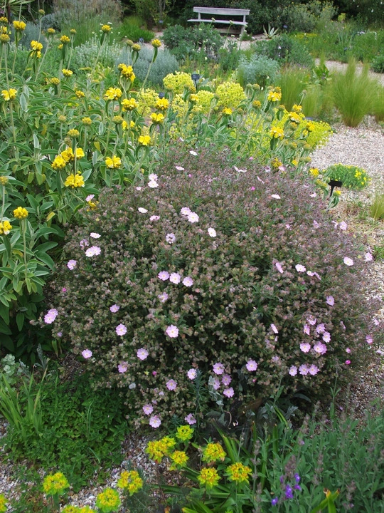 Cistus x skanbergii