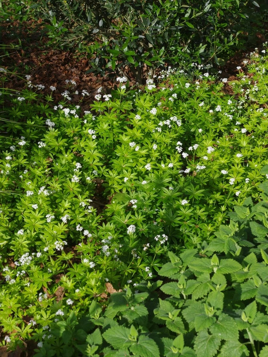 Galium odoratum