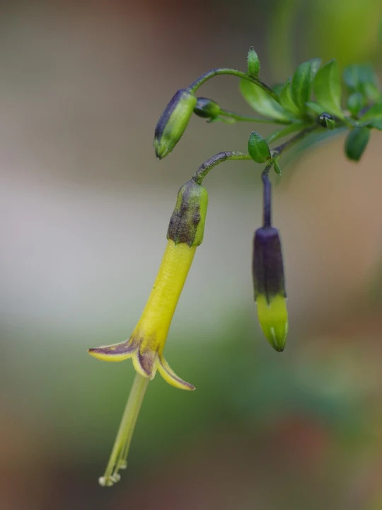 Vestia foetida