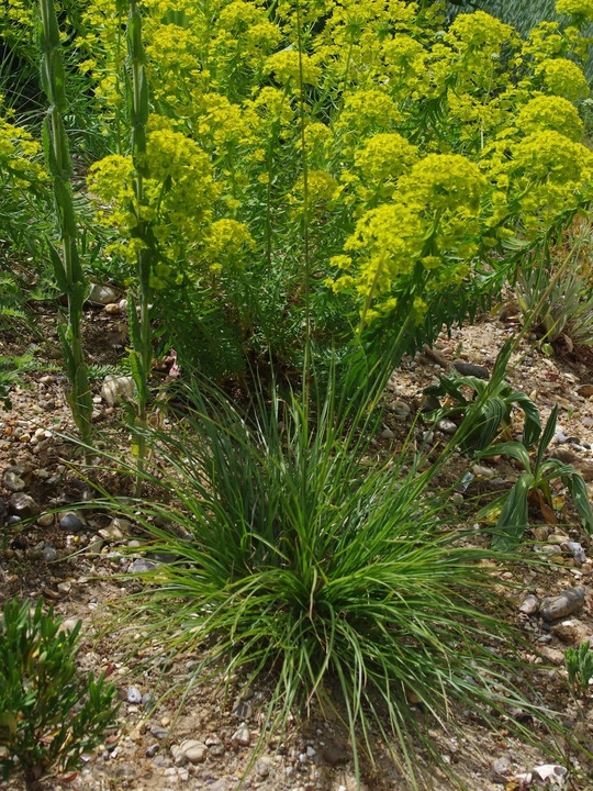 Chrysopogon gryllus