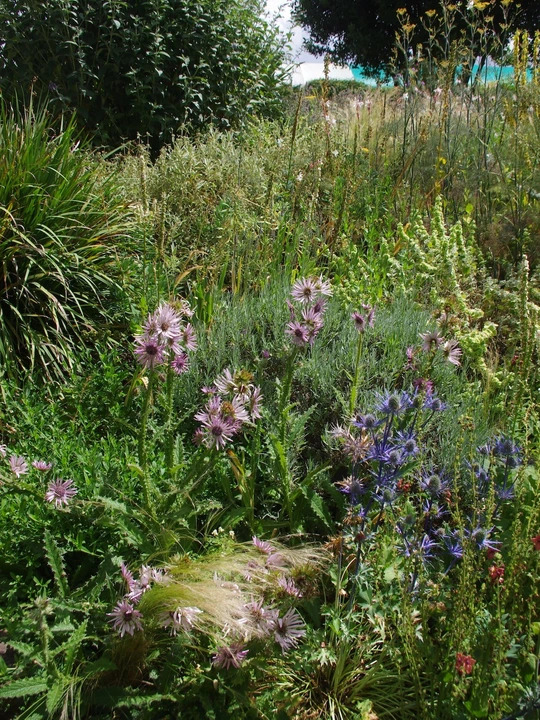 Berkheya purpurea 