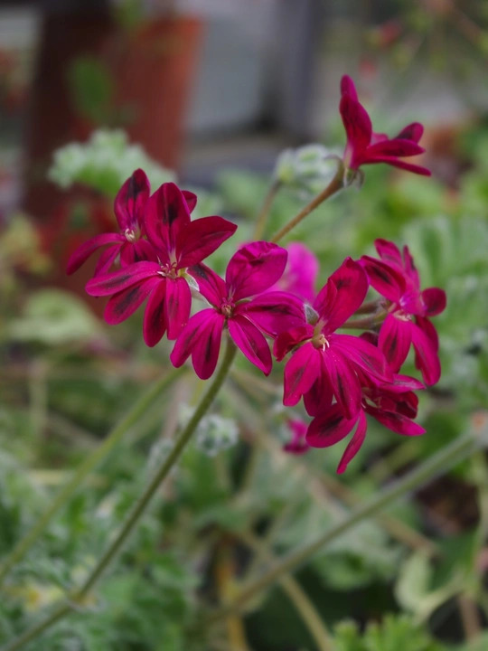 Pelargonium x schottii 