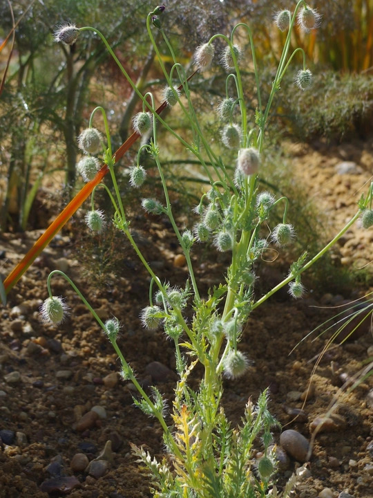 Papaver triniifolium