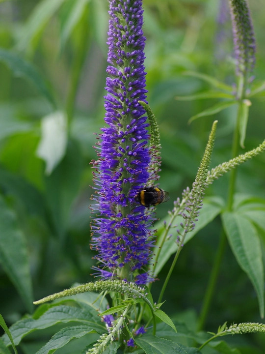 Veronicastrum sibiricum f. glabratum