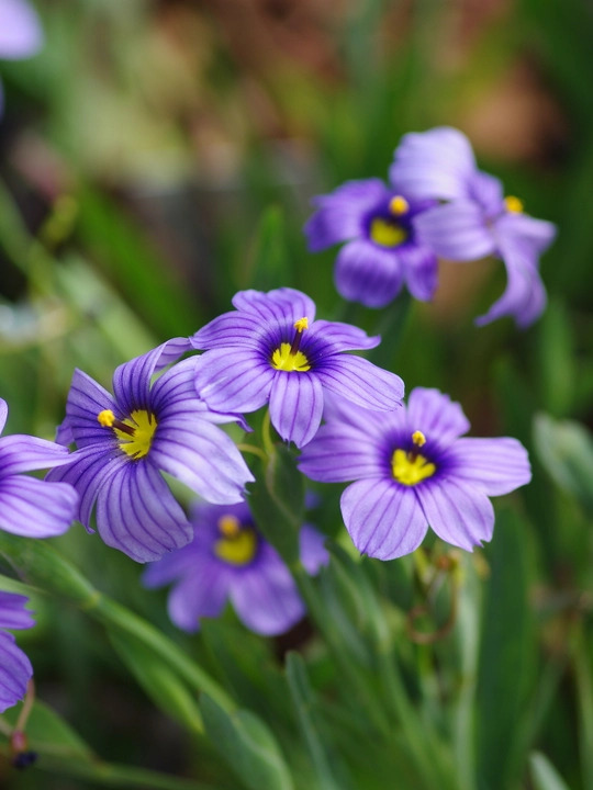 Sisyrinchium 'Californian Skies'