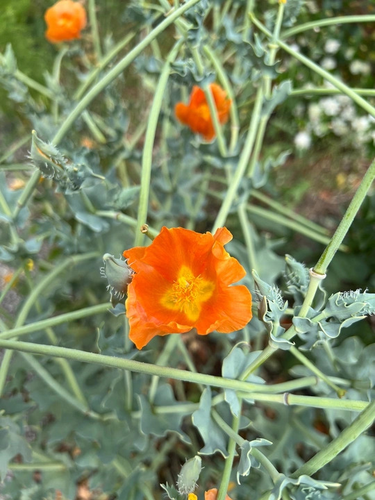 Glaucium flavum var. aurantiacum