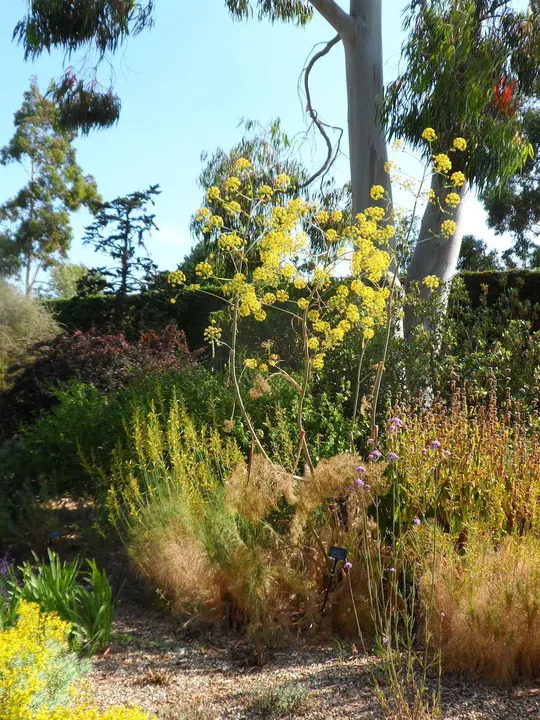 Ferula communis