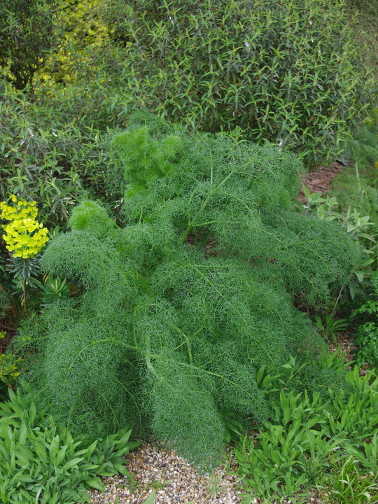 Ferula communis