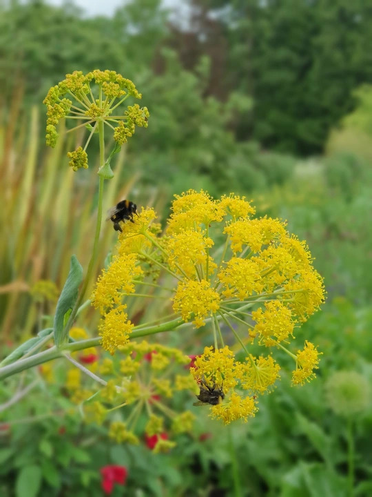 Ferula communis