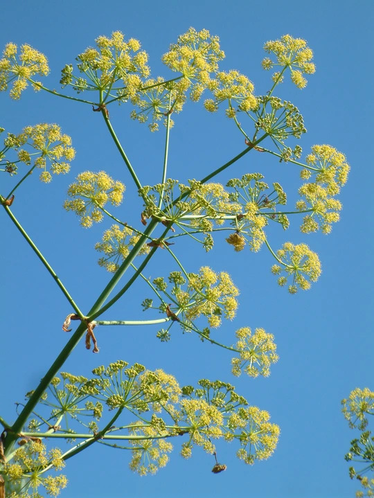 Ferula communis