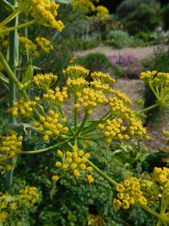 Ferula tingitana 'Cedric Morris'