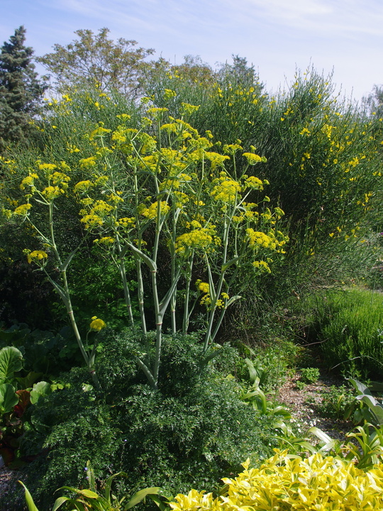 Ferula tingitana 'Cedric Morris'