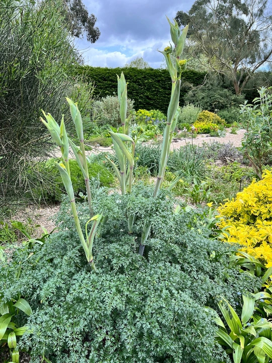 Ferula tingitana 'Cedric Morris'