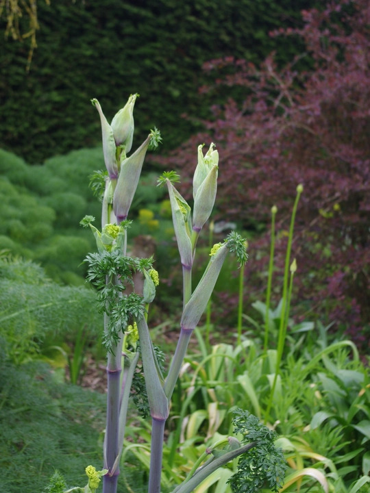 Ferula tingitana 'Cedric Morris'
