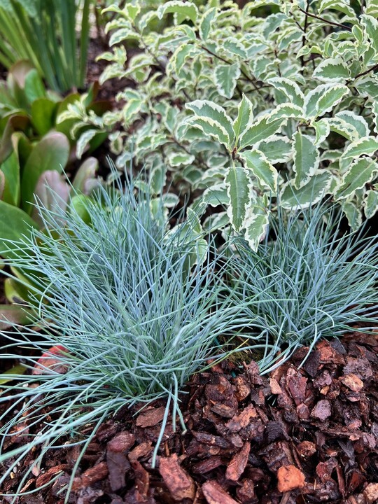 Festuca glauca [Intense Blue] ('Casblue')