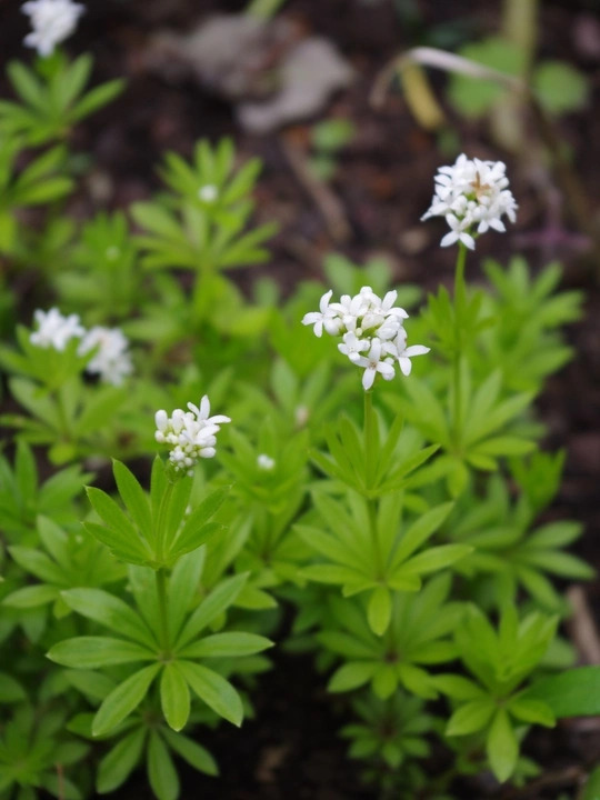 Galium odoratum