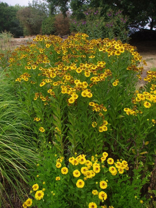 Helenium 'Zimbelstern'