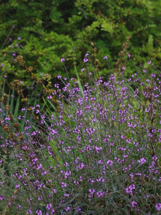 Verbena officinalis var. grandiflora 'Bampton'