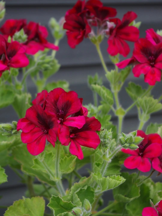 Pelargonium 'Voodoo'