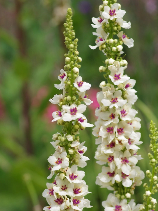 Verbascum chaixii 'Album'