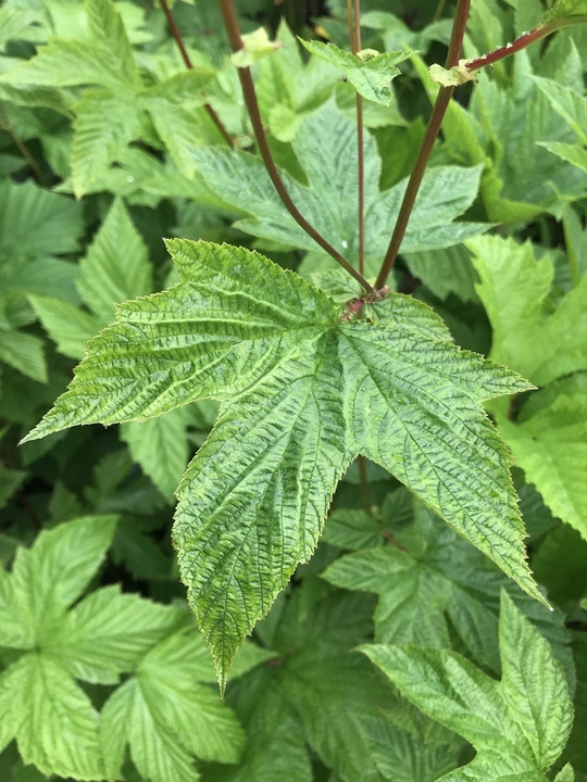 Filipendula palmata