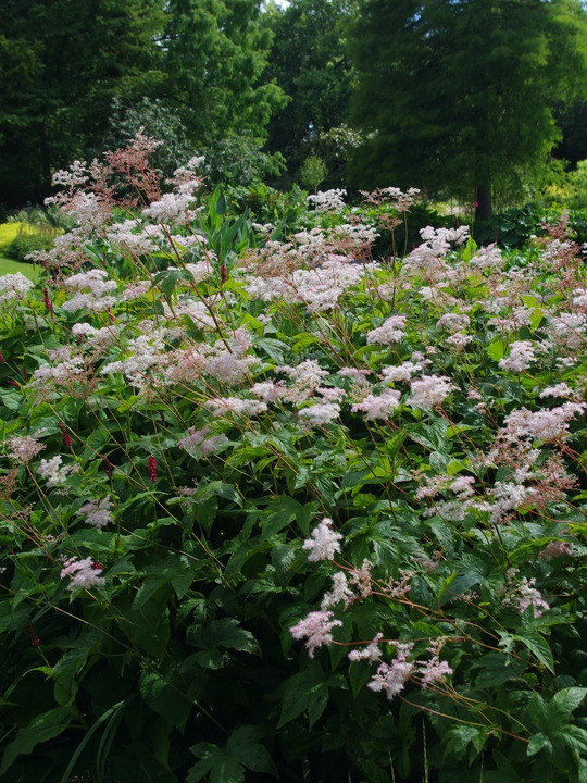 Filipendula palmata