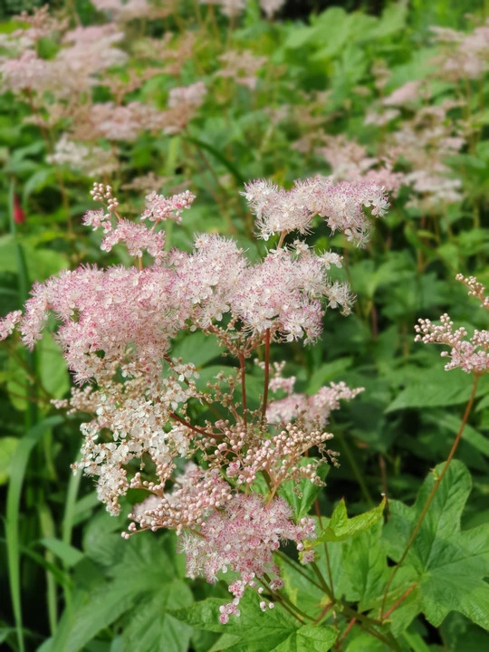 Filipendula palmata