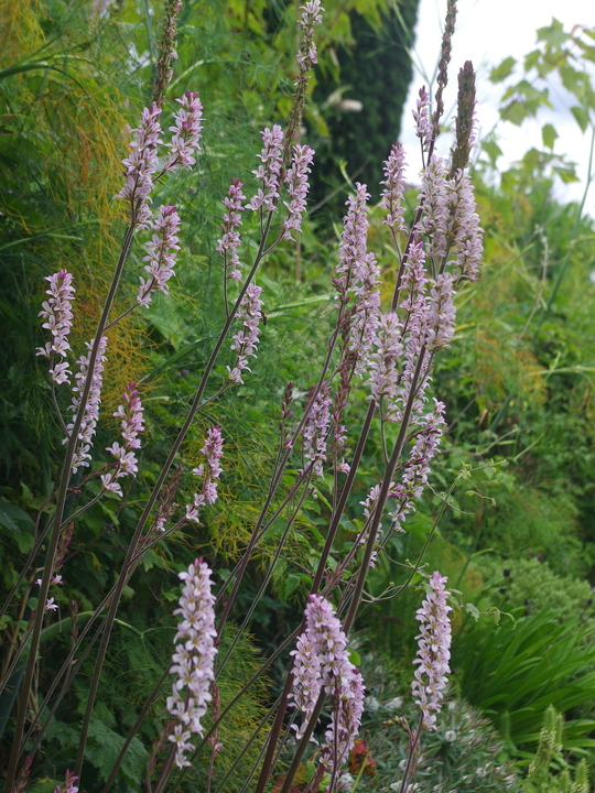 Francoa sonchifolia