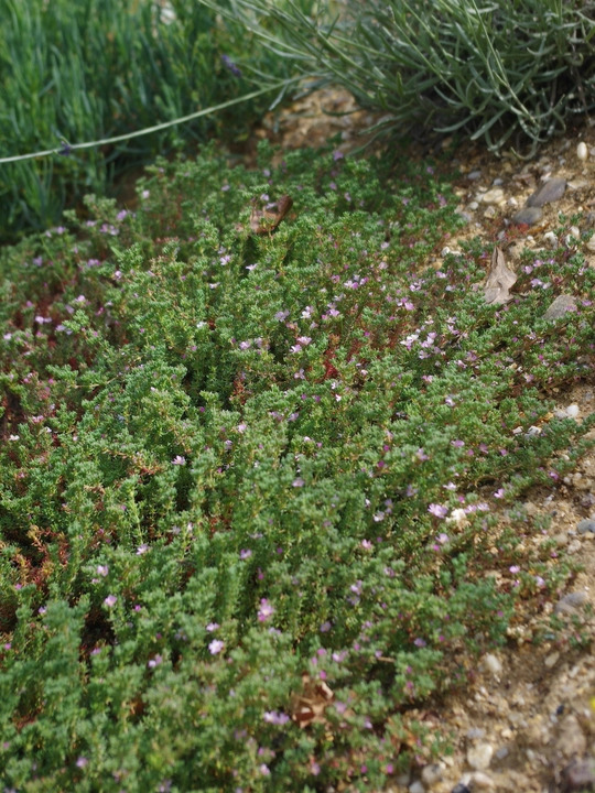 Frankenia thymifolia