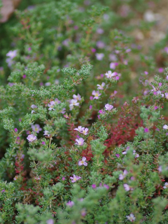 Frankenia thymifolia