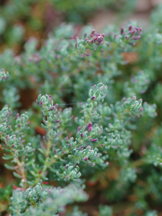 Frankenia thymifolia
