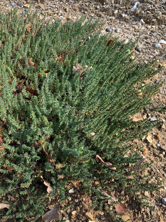 Frankenia thymifolia