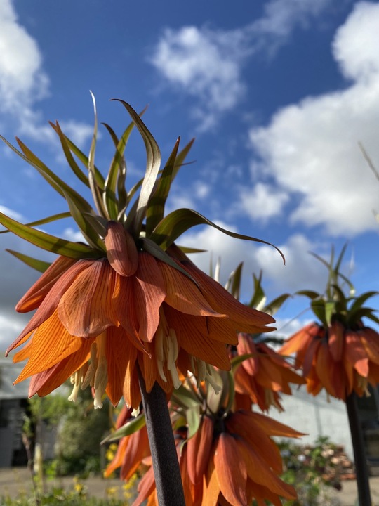Fritillaria imperialis 'Orange Beauty'