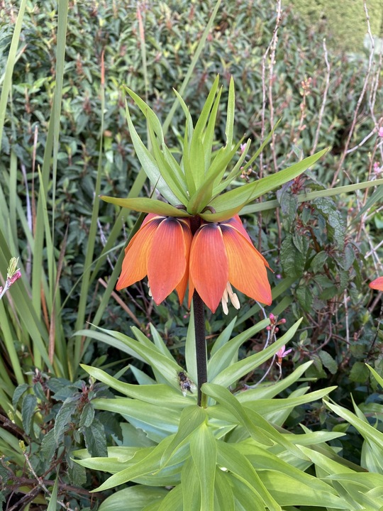 Fritillaria imperialis 'Orange Beauty'