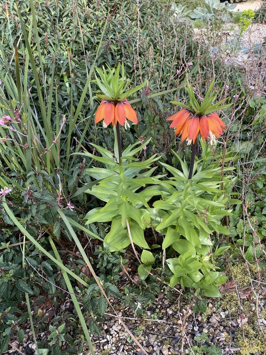 Fritillaria imperialis 'Orange Beauty' (DB)