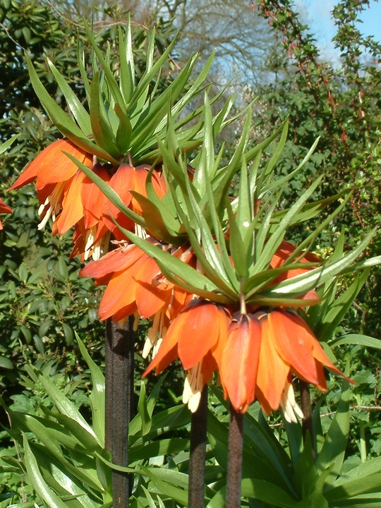 Fritillaria imperialis 'Rubra Maxima'