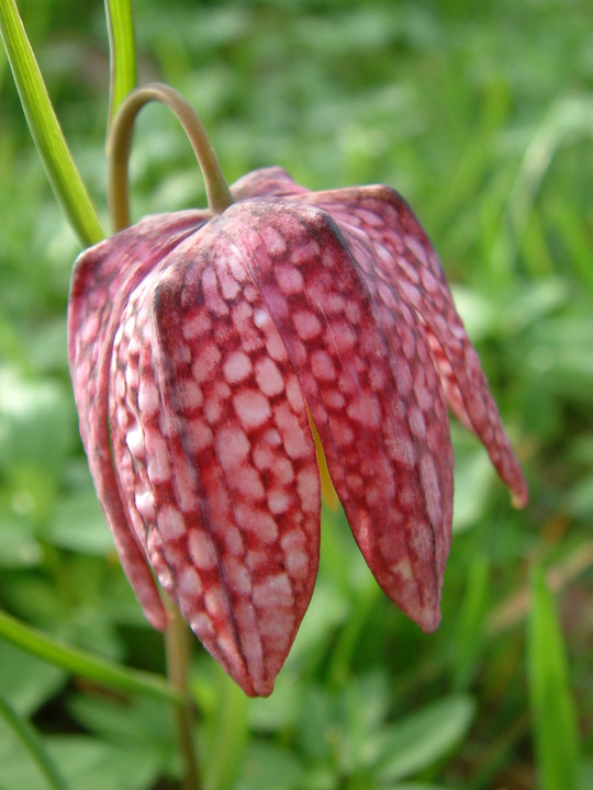 Fritillaria Meleagris - Beth Chatto's Plants & Gardens